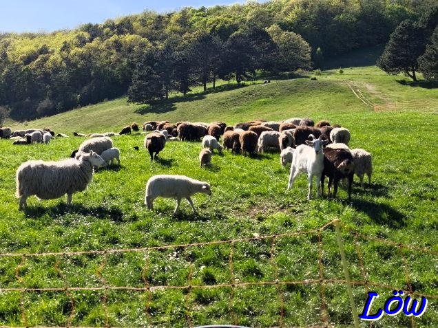 26.4.2026 - Schafe sowie L&auml;mmer und einige Ziegen